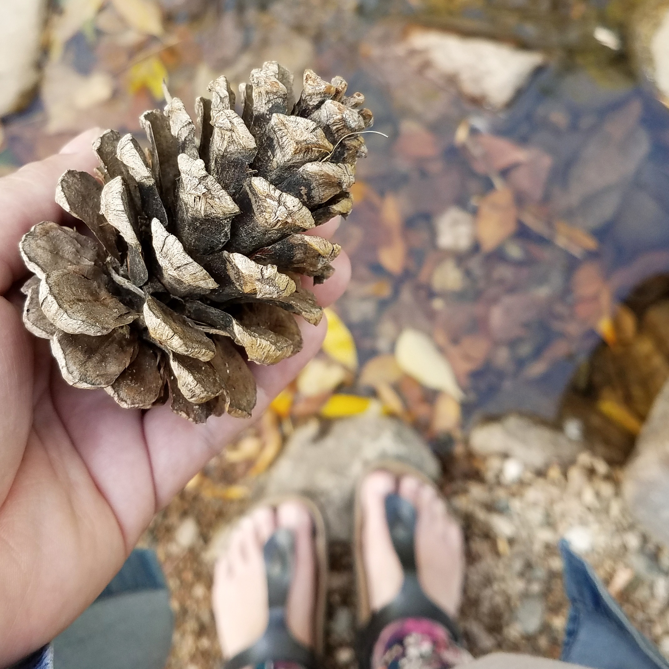 Your 5-Step Photo Workflow, from Smartphone to Scrapbook Page